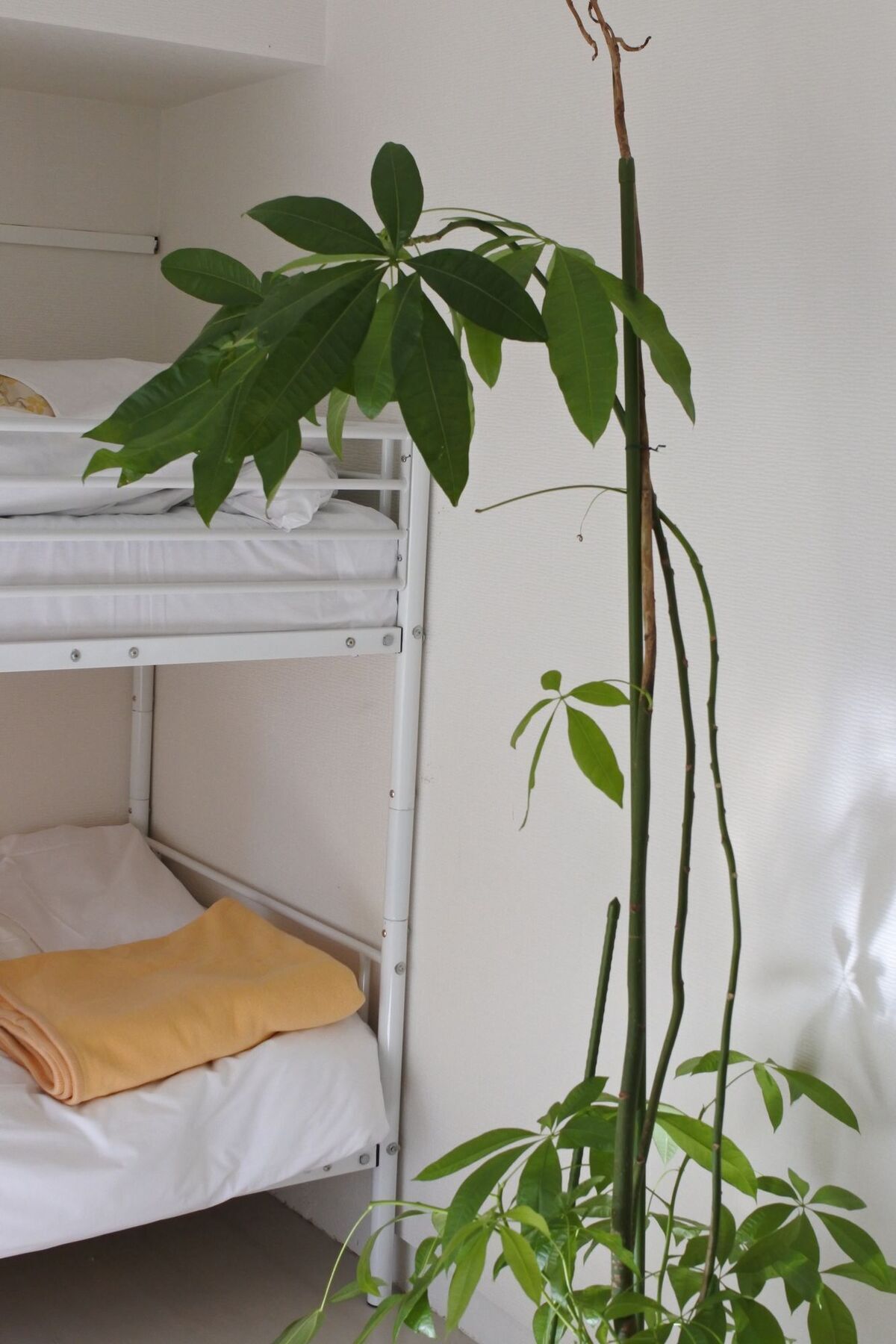 Kagoshima Guest House M104 - Hostel Екстер'єр фото